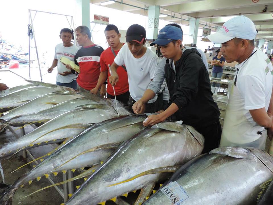 Phillipines yellow fin tuna